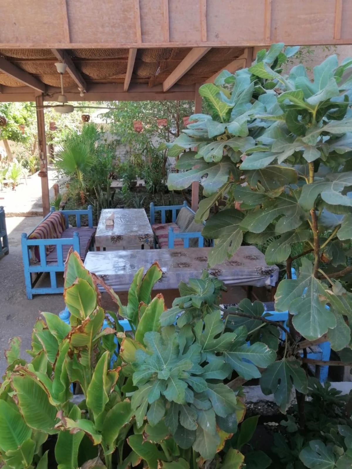לוקסור Rose Guest House מראה חיצוני תמונה