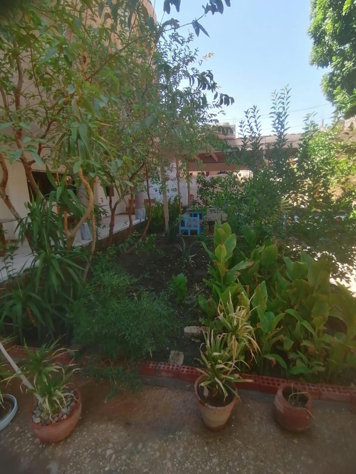 לוקסור Rose Guest House מראה חיצוני תמונה