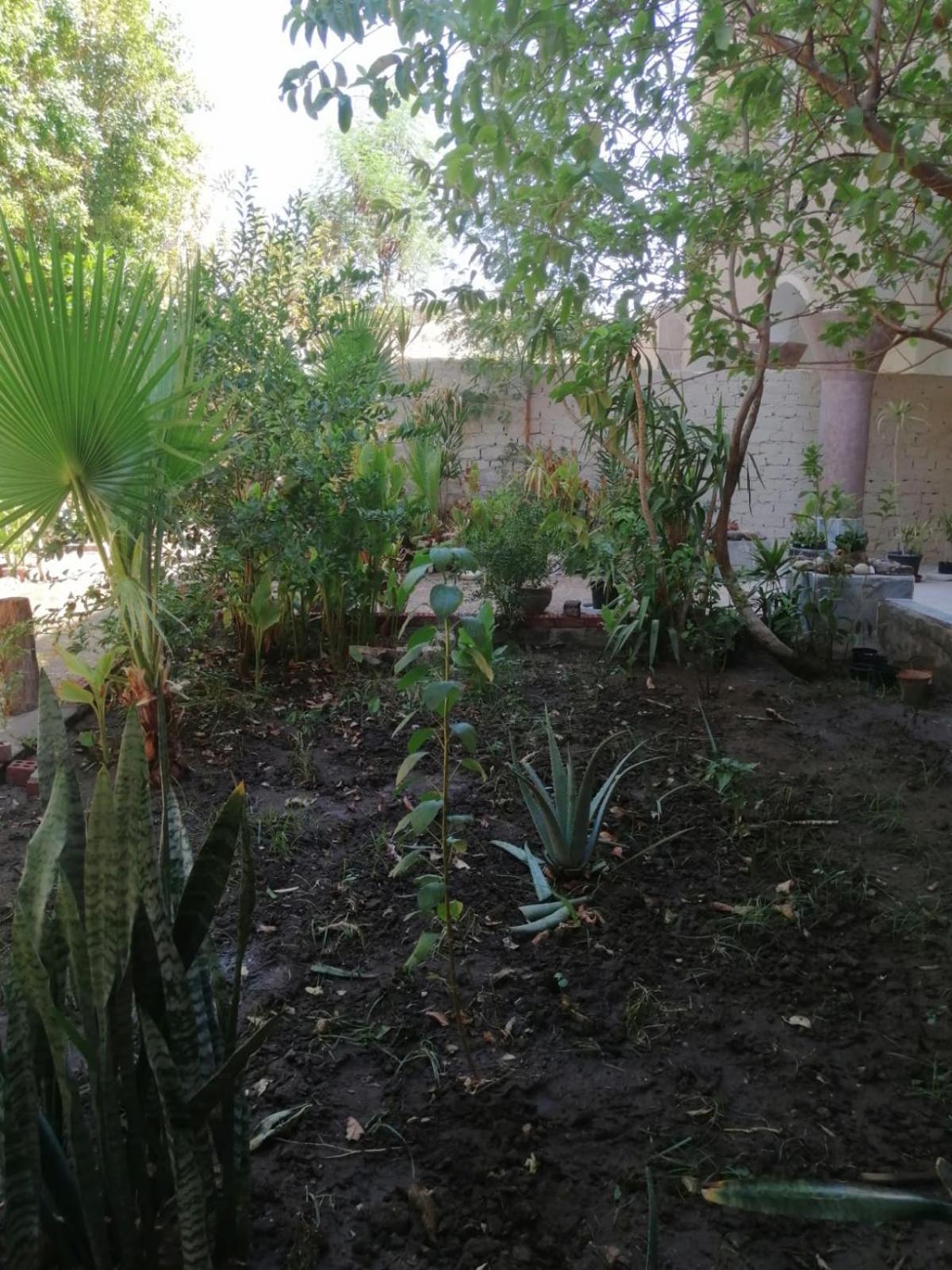 לוקסור Rose Guest House מראה חיצוני תמונה